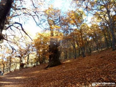 Castañar de El Tiemblo;Ávila; grupo de senderismo parques naturales murcia grupo de montaña madri